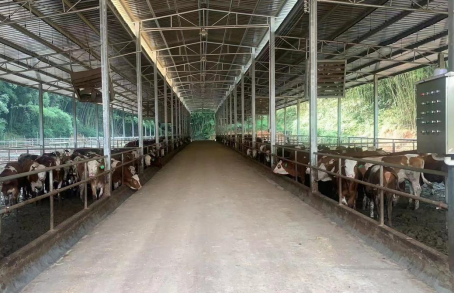 黄田镇淼犇森肉牛养殖繁育基地