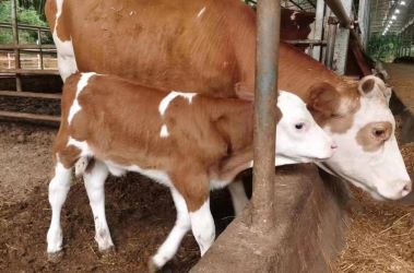 黄田镇首头自主繁育小牛